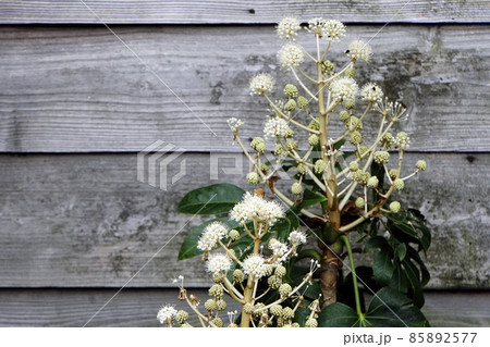 黄白色に咲く鞠状の八手の花 黄白色に咲く鞠状の八手の花 85892577
