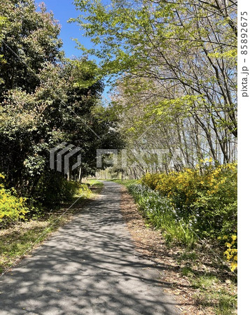 晴れた散歩道 晴れた散歩道 85892675