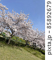 桜の並木路 85892679