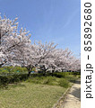 桜の散歩道 85892680