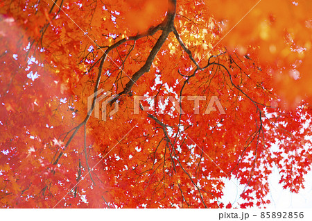 大木の紅葉を見上げる 85892856