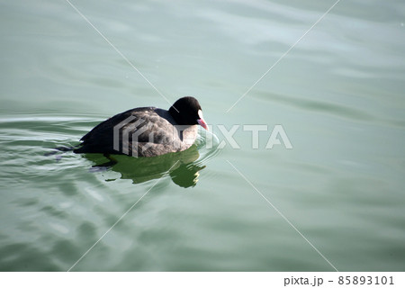 オオバン　琵琶湖の冬鳥 85893101