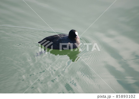 オオバン　琵琶湖の冬鳥 85893102