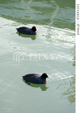 オオバン　琵琶湖の冬鳥 85893103