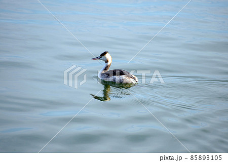 カンムリカイツブリ　琵琶湖の冬鳥 85893105