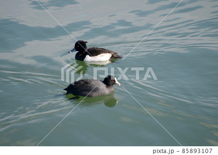キンクロハジロとオオバン　琵琶湖の冬鳥 85893107