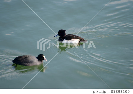 キンクロハジロとオオバン 琵琶湖の冬鳥 キンクロハジロとオオバン 琵琶湖の冬鳥 85893109