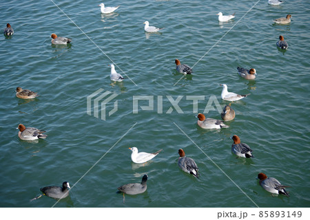 琵琶湖の冬鳥 滋賀県大津市 琵琶湖の冬鳥 滋賀県大津市 85893149