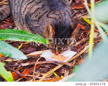 木陰でごはんを食べているキジトラ猫 85893178