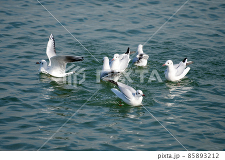 ユリカモメ　琵琶湖の冬鳥 85893212