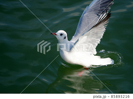 ユリカモメ 琵琶湖の冬鳥 ユリカモメ 琵琶湖の冬鳥 85893216