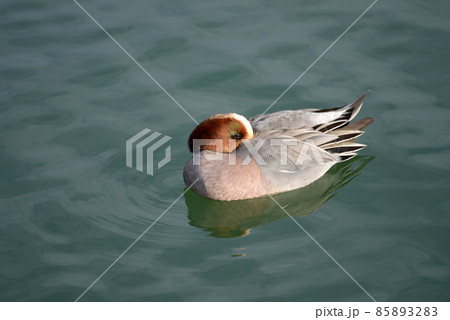 ヒドリガモのオス　琵琶湖の冬鳥 85893283