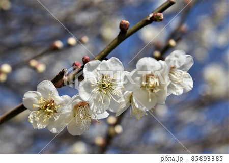 中山寺の梅林　安産の寺　聖徳太子創建 日本最初の観音霊場 85893385