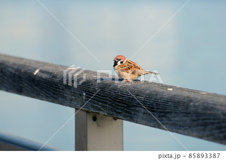 スズメ 85893387