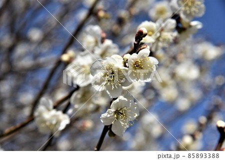中山寺の梅林　安産の寺　聖徳太子創建 日本最初の観音霊場 85893388