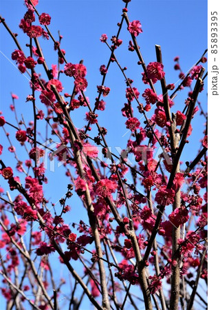 中山寺の梅林　安産の寺　聖徳太子創建 日本最初の観音霊場 85893395