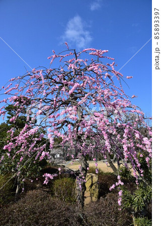 中山寺の梅林 安産の寺 聖徳太子創建 日本最初の観音霊場 中山寺の梅林 安産の寺 聖徳太子創建 日本最初の観音霊場 85893397