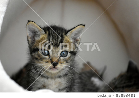 生後3週間の捨て猫　キジトラの仔猫　保護しました 85893481