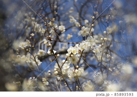 中山寺の梅林　安産の寺　聖徳太子創建 日本最初の観音霊場 85893593