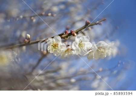 中山寺の梅林　安産の寺　聖徳太子創建 日本最初の観音霊場 85893594