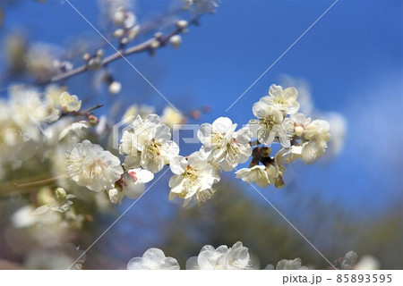 中山寺の梅林　安産の寺　聖徳太子創建 日本最初の観音霊場 85893595