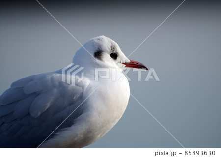 ユリカモメ　琵琶湖の冬鳥 85893630