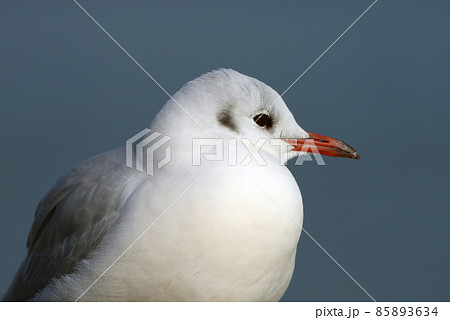 ユリカモメ　琵琶湖の冬鳥 85893634