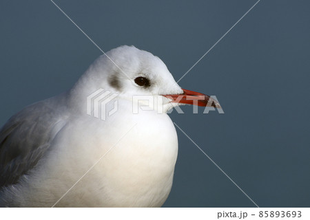 ユリカモメ　琵琶湖の冬鳥 85893693