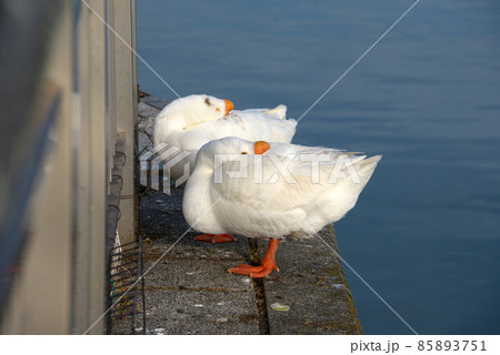 ガチョウ 85893751