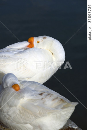 ガチョウ 85893786