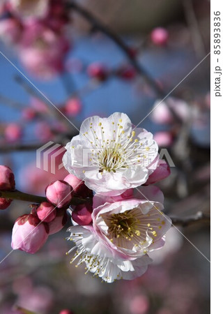 中山寺の梅林　安産の寺　聖徳太子創建 日本最初の観音霊場 85893836