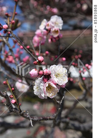 中山寺の梅林 安産の寺 聖徳太子創建 日本最初の観音霊場 中山寺の梅林 安産の寺 聖徳太子創建 日本最初の観音霊場 85893868