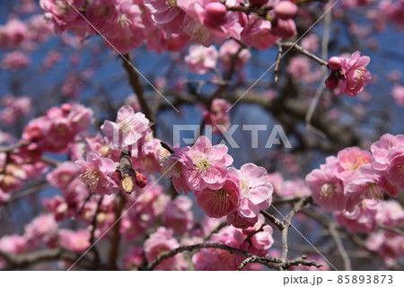 中山寺の梅林　安産の寺　聖徳太子創建 日本最初の観音霊場 85893873