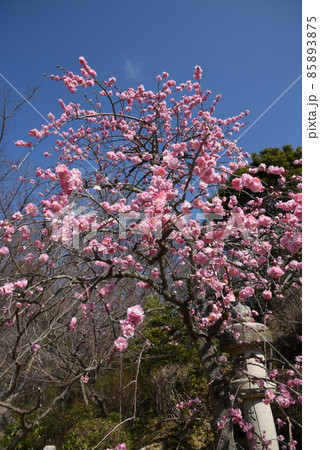 中山寺の梅林　安産の寺　聖徳太子創建 日本最初の観音霊場 85893875