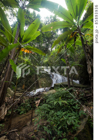 The famous natural waterfall in Maekampong village,Chiangmai province,Thailand.Yellow sign means caution waterfall ahead in thai language.Attractive place for traveller. 85893936
