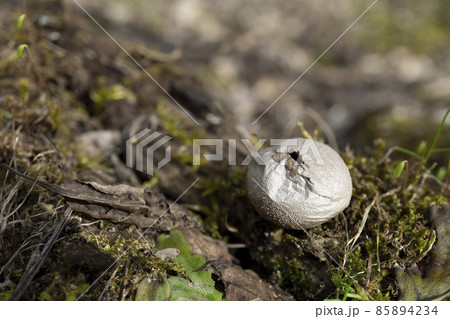 ホコリタケの溶菌/上部に穴がある球形の茸をクローズアップ ホコリタケの溶菌/上部に穴がある球形の茸をクローズアップ 85894234
