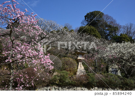 中山寺の梅林 安産の寺 聖徳太子創建 日本最初の観音霊場 中山寺の梅林 安産の寺 聖徳太子創建 日本最初の観音霊場 85894240