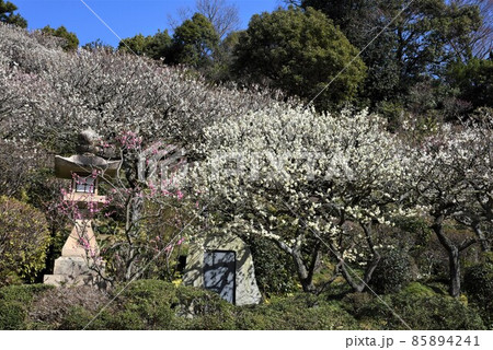 中山寺の梅林　安産の寺　聖徳太子創建 日本最初の観音霊場 85894241