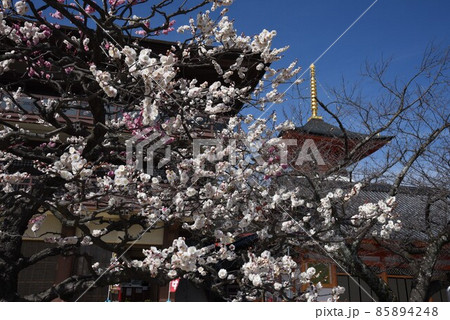 中山寺の梅林　安産の寺　聖徳太子創建 日本最初の観音霊場 85894248