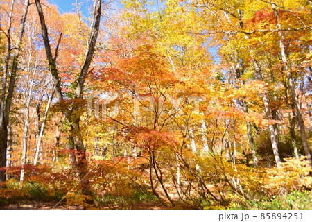 こうみ平湿原の秋景色 85894251