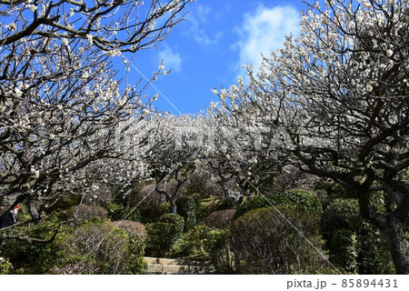 中山寺の梅林　安産の寺　聖徳太子創建 日本最初の観音霊場 85894431