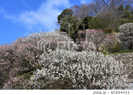 中山寺の梅林　安産の寺　聖徳太子創建 日本最初の観音霊場 85894433