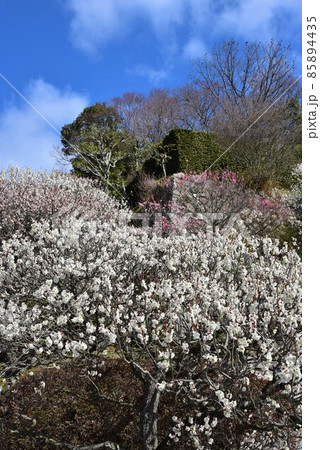 中山寺の梅林 安産の寺 聖徳太子創建 日本最初の観音霊場 中山寺の梅林 安産の寺 聖徳太子創建 日本最初の観音霊場 85894435