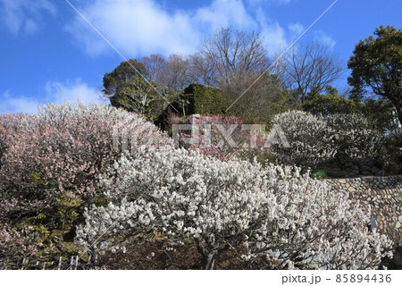 中山寺の梅林　安産の寺　聖徳太子創建 日本最初の観音霊場 85894436