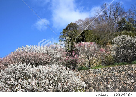 中山寺の梅林 安産の寺 聖徳太子創建 日本最初の観音霊場 中山寺の梅林 安産の寺 聖徳太子創建 日本最初の観音霊場 85894437