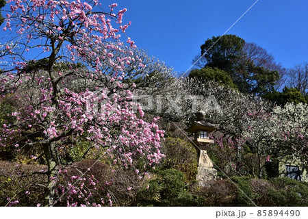 中山寺の梅林 安産の寺 聖徳太子創建 日本最初の観音霊場 中山寺の梅林 安産の寺 聖徳太子創建 日本最初の観音霊場 85894490