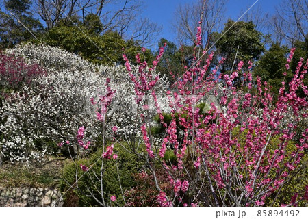 中山寺の梅林　安産の寺　聖徳太子創建 日本最初の観音霊場 85894492