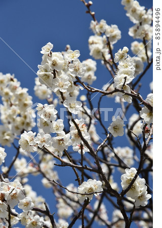 中山寺の梅林　安産の寺　聖徳太子創建 日本最初の観音霊場 85894496