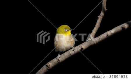 【野鳥】木に留まるメジロ 黒バック 【野鳥】木に留まるメジロ 黒バック 85894658
