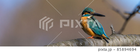 【カワセミ】カワセミの画像 パノラマ 【カワセミ】カワセミの画像 パノラマ 85894694